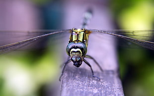 green dragonfly macro photography HD wallpaper